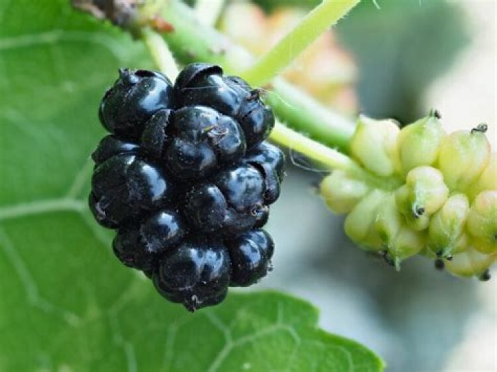 Can you eat white mulberry fruit?
