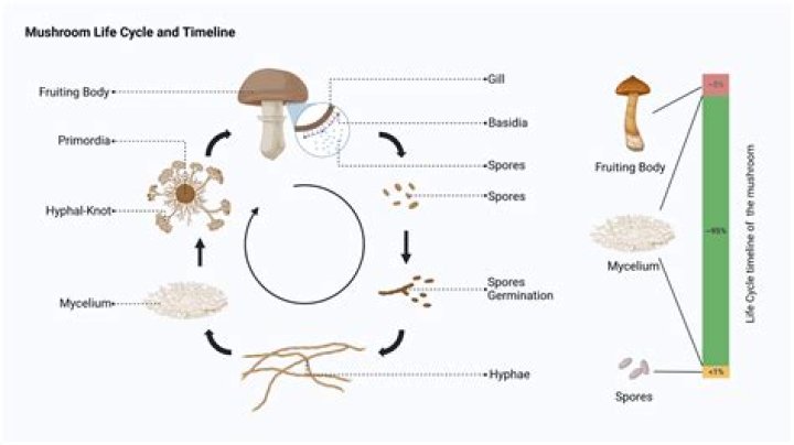 Can you use mushroom stems?