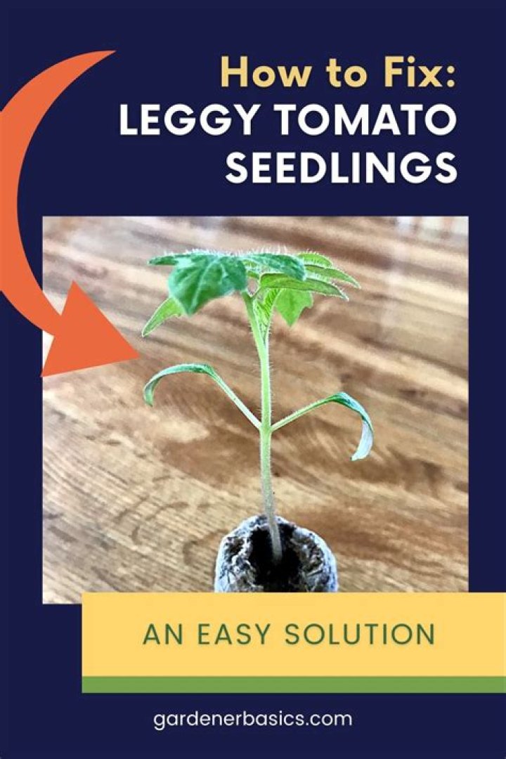 How do you fix leggy tomatoes?