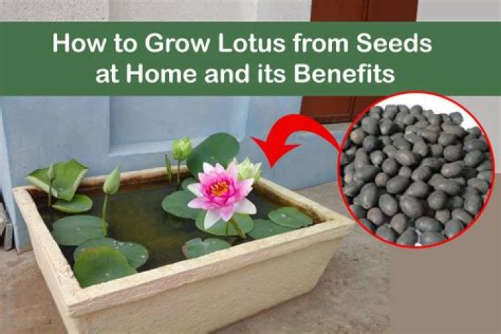 How do you grow lotus pods?