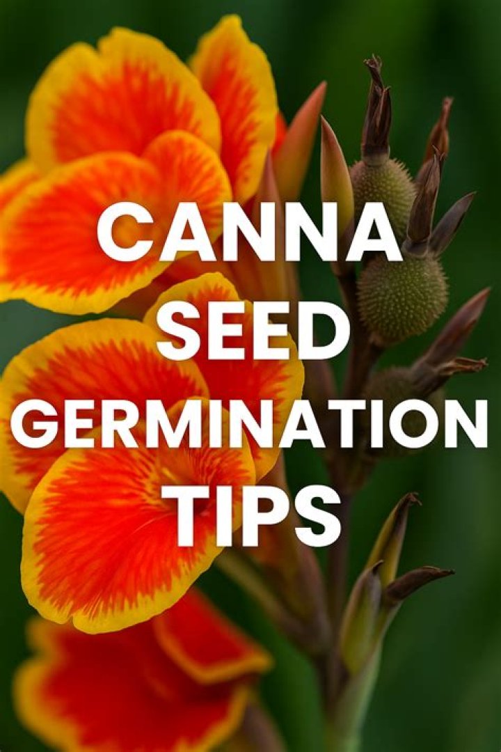 How do you prepare canna seeds for planting?