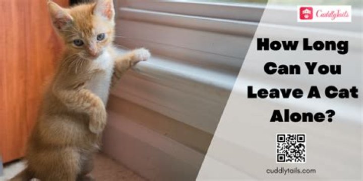 How long is it OK to leave cat alone?