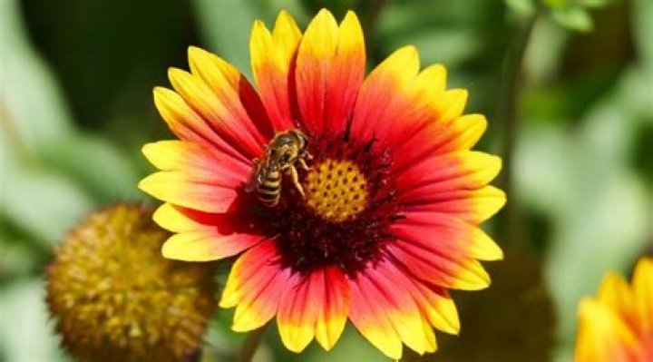 What are the best flowers to attract honey bees?