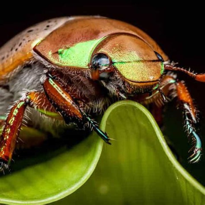 What do Christmas beetles look like?