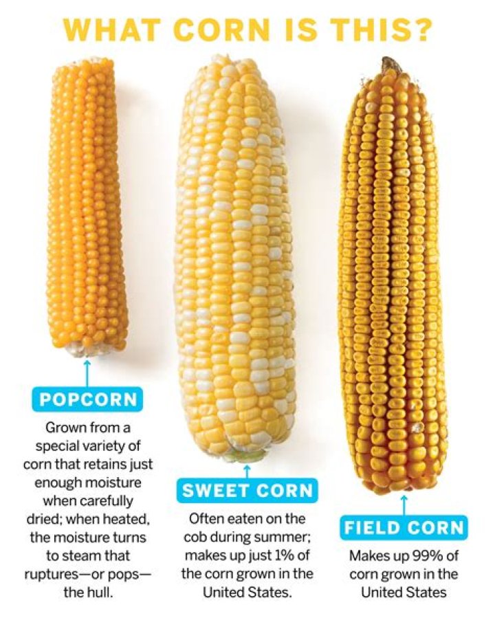 What is sweet corn used for?