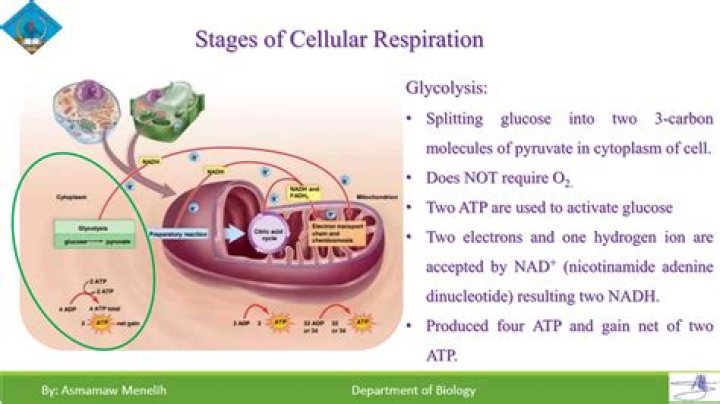 What is the net gain of ATP in cellular respiration?